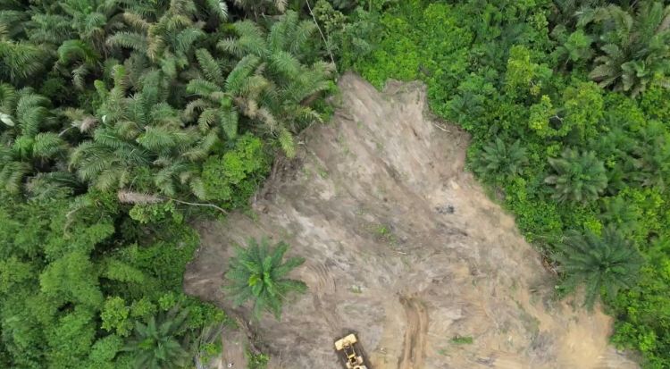 wisdom court picture 5